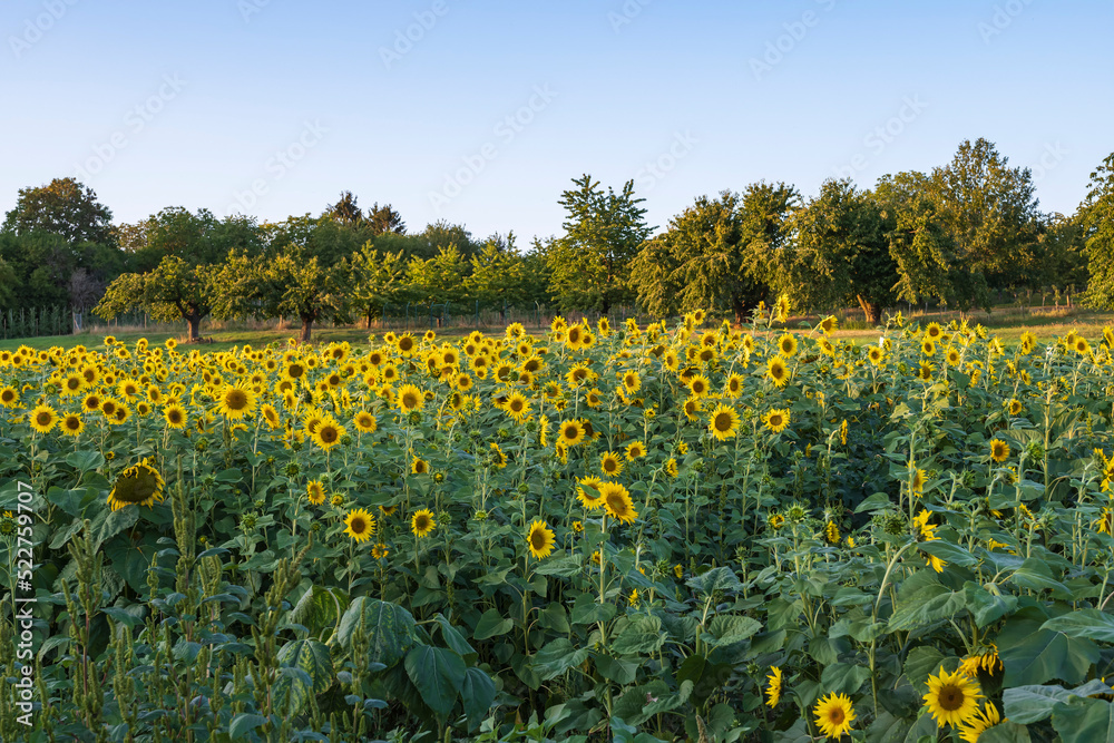 Fototapeta premium A sunflower field in the warm evening light near Frauenstein/Germany in Hesse