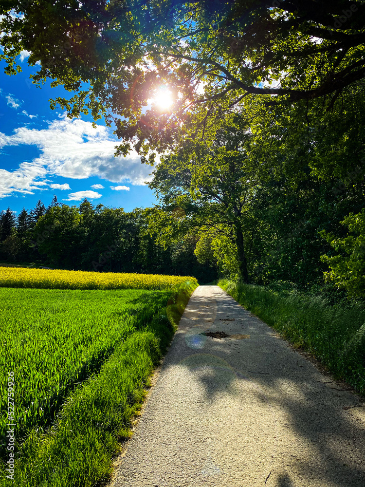 Obraz premium Weg in der Natur