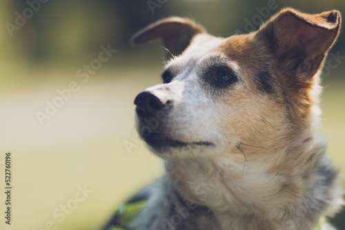 Canvas-taulu Dog in a meadow