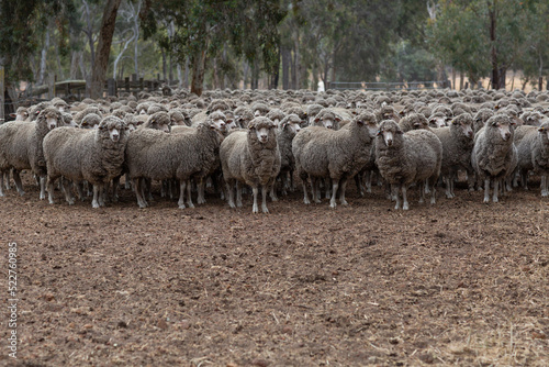 Mob of woolly merino sheep on a farm photo