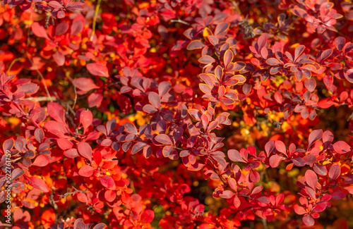 red autumn leaves nature background of barberry with nobody