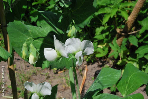 pea flowers and leaves and stems in spring, agriculture, horticulture