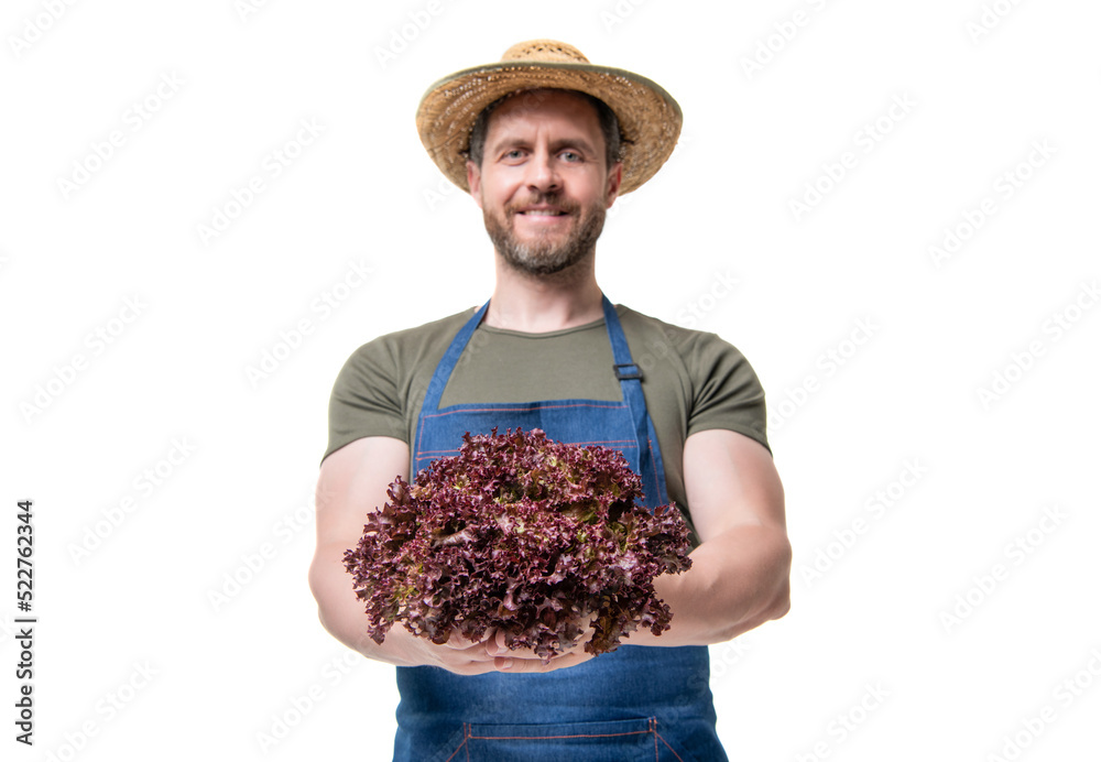 selective focus of greengrocer in apron and hat with lettuce vegetable isolated on white