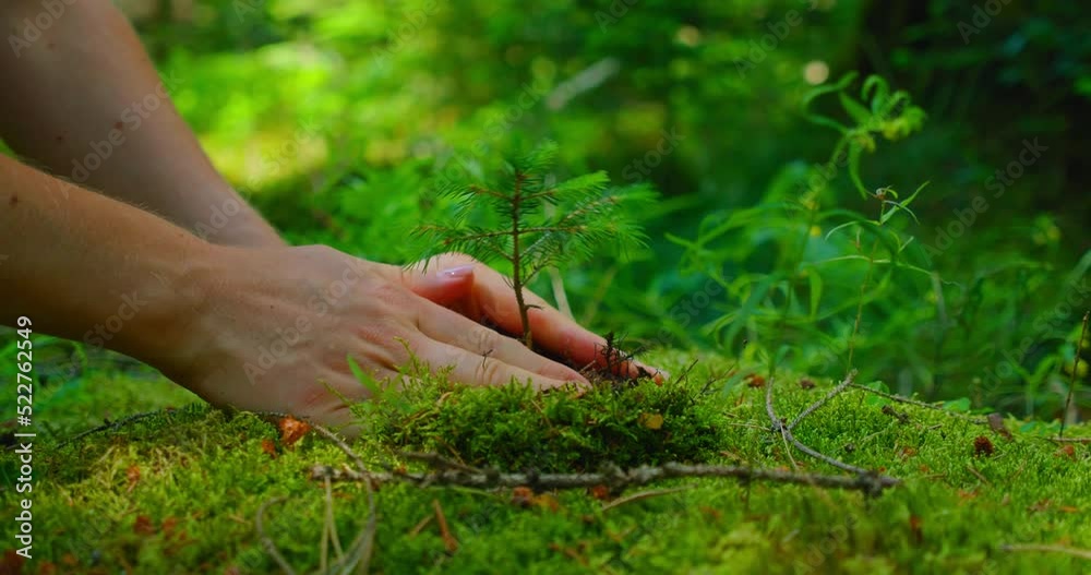Earth Day save environment concept. Growing seedling forester planting. Female hand holding sprout wilde pine tree in nature green forest.