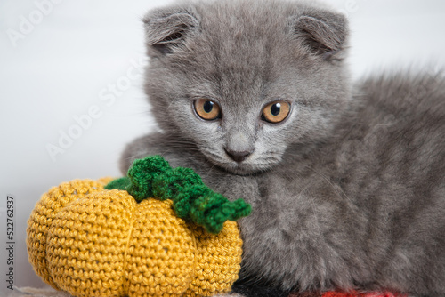 The cat looks straight, a small pumpkin is knitted near it