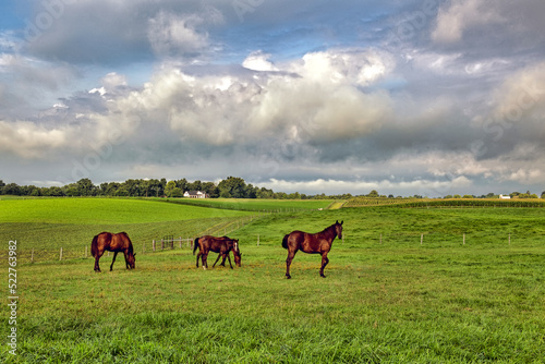 horses in the field with clouds in sky in summer © David Arment