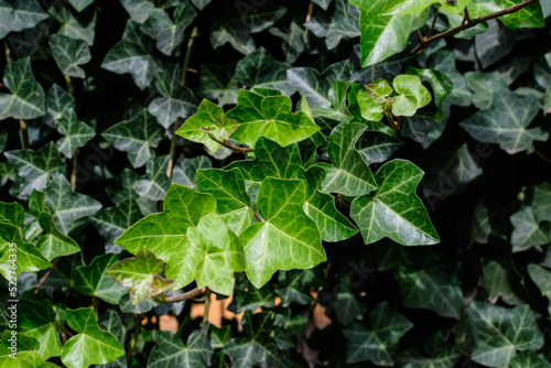 Background with many green leaves of Hedera helix, the common ivy, English or European ivy plant in an autumn garden, beautiful outdoor monochrome background.