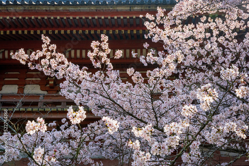 A closeup shot of cherry blossoms against the backdrop of Niomon Gate. photo