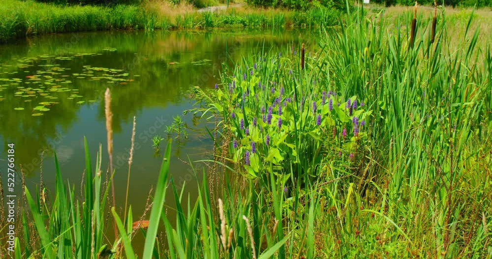 Young green reeds grow against the background of a quiet pond lake. Summer landscape, with water plants in the flowering swamp, river. Concept of nature, ecology, environmental. Young green reeds grow against the background of a quiet pond lake. Summer landscape, with water plants in the flowering swamp, river. Concept of nature, ecology, environmental.