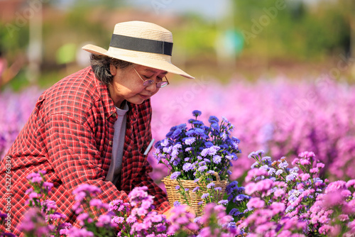Senior woman wearing plaid shirt and hat holding hand basket and check quality of flowers in her beautiful magaret flower garden owner photo