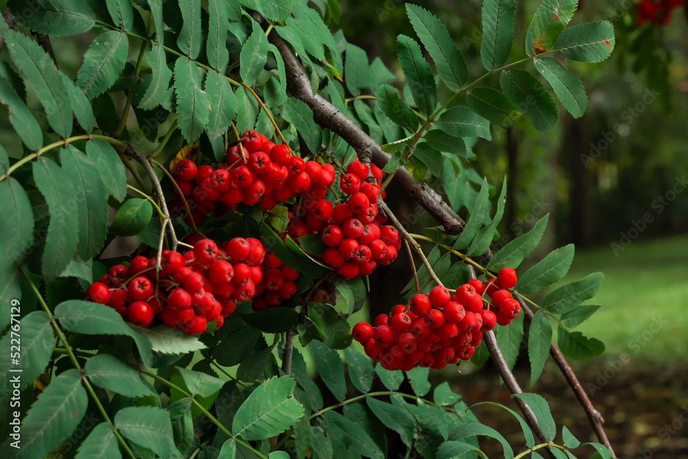 Bunches of ripe red Mountain Ash berries on branches with green leaves, rowan trees in summer autumn garden, close up