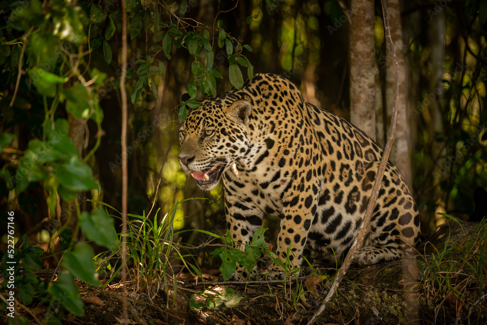 Beautiful and endangered american jaguar in the nature habitat. Panthera onca, wild brasil, brasilian wildlife, pantanal, green jungle, big cats.