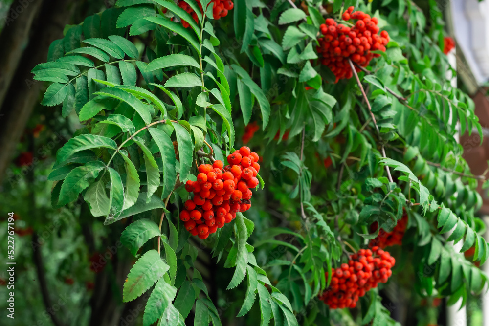 Bunches of ripe red Mountain Ash berries on branches with green leaves, rowan trees in summer autumn garden, close up Bunches of ripe red Mountain Ash berries on branches with green leaves, rowan trees in summer autumn garden, close up