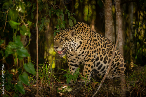 Beautiful and endangered american jaguar in the nature habitat. Panthera onca  wild brasil  brasilian wildlife  pantanal  green jungle  big cats.
