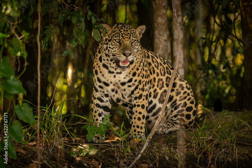 Beautiful and endangered american jaguar in the nature habitat. Panthera onca  wild brasil  brasilian wildlife  pantanal  green jungle  big cats.