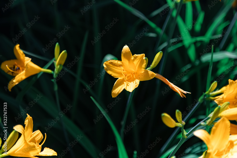 Obraz premium Yellow lily flower. Macrophotography. Floristry.