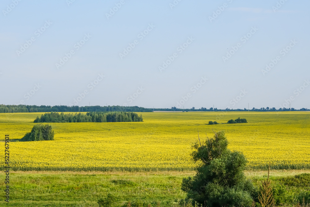 Fototapeta premium field of blooming sunflowers on a background sunset