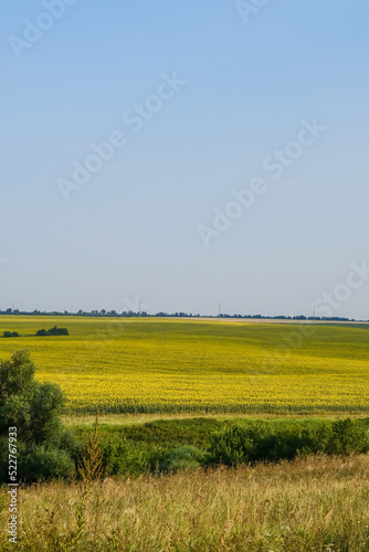 field of blooming sunflowers on a background sunset