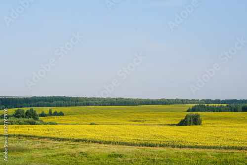 field of blooming sunflowers on a background sunset