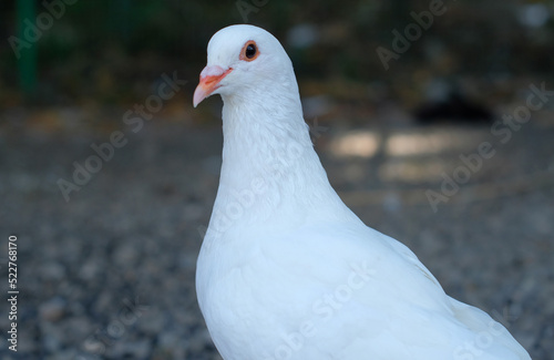 White pigeon - Close up detail of White Pigeon. Pigeon isolated