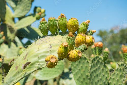 Cactus plant with fruits  cactus bush in desert