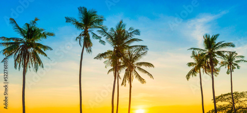 Palm trees sunset panorama on beach, landscape of palms on island