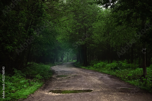 The road going into the fog. Forest road. Mystical landscape.