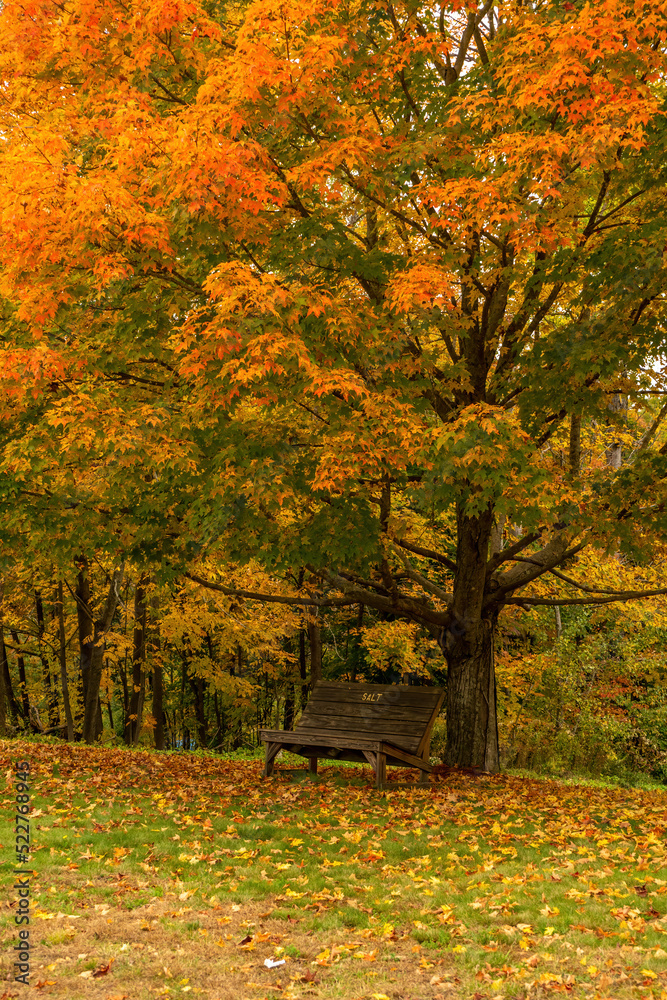 A bench in the Fall
