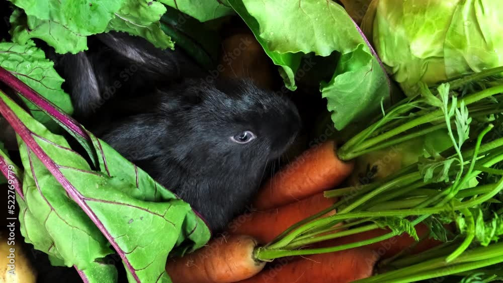 Two black rabbits sit under beet tops on carrots and eats them. Close