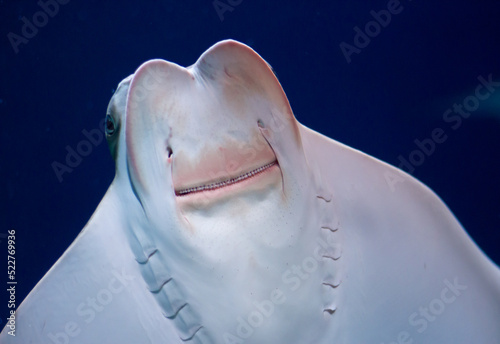 Cownose ray (Rhinoptera bonasus) swimming underwater in an aquarium photo