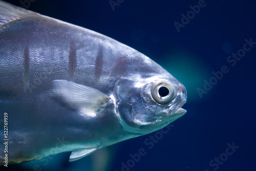 Palometa Fish (Trachinotus goodei) swiming underwater in an aquarium
