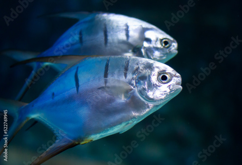 Palometa Fish  Trachinotus goodei  swiming underwater in an aquarium