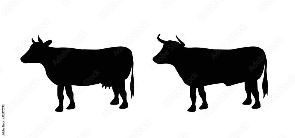 Cartoon drawing black cow and taurus or bull. Vector cow silhouette. farm animals. Cattle icon or pictogram