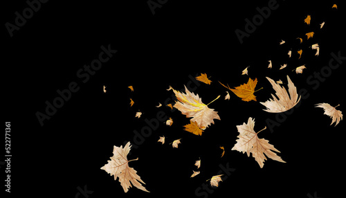 leaf leaves falling in autumn season isolated for background - 3d rendering