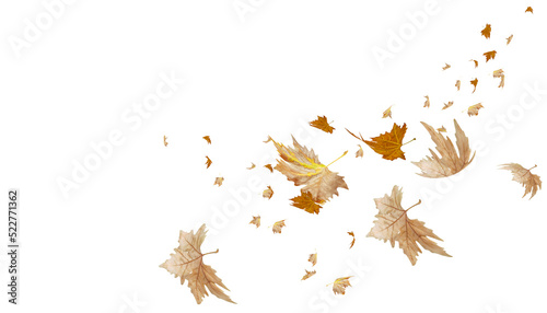leaf leaves falling in autumn season isolated for background - 3d rendering