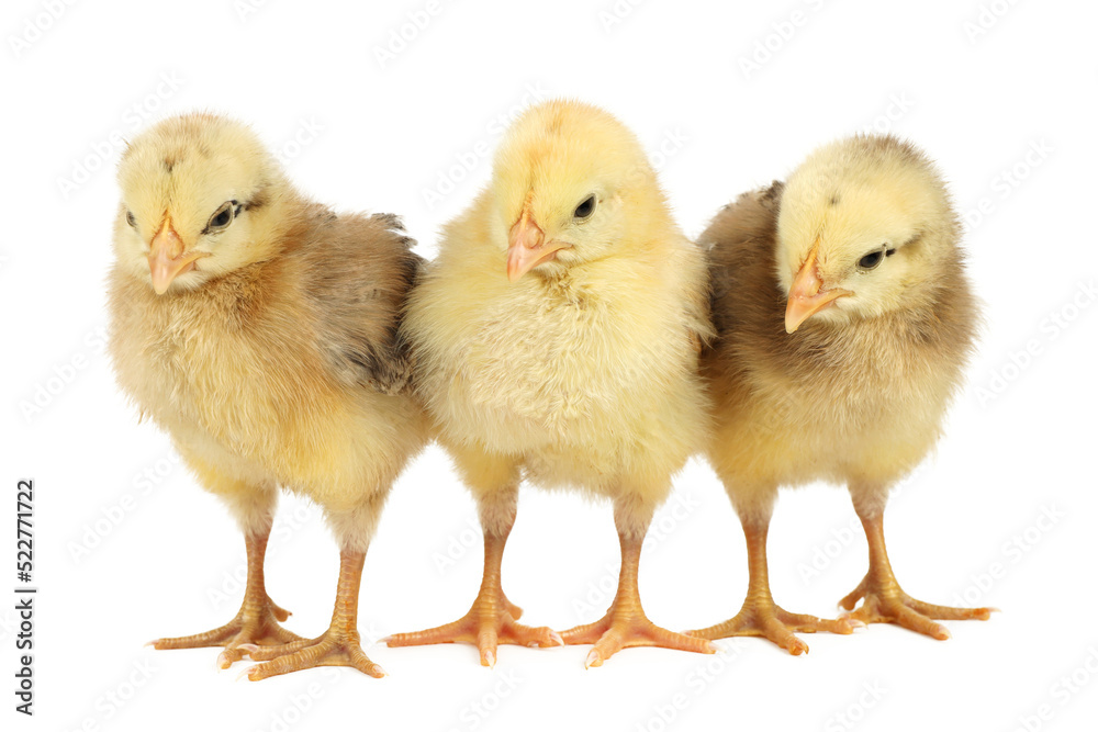 Three yellow chickens on a white background.