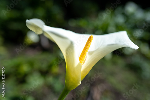 lily flowers in a park in a park in asia. photo