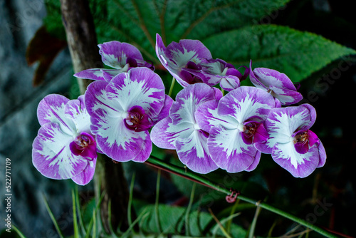 Beautiful Orchids Singapore  