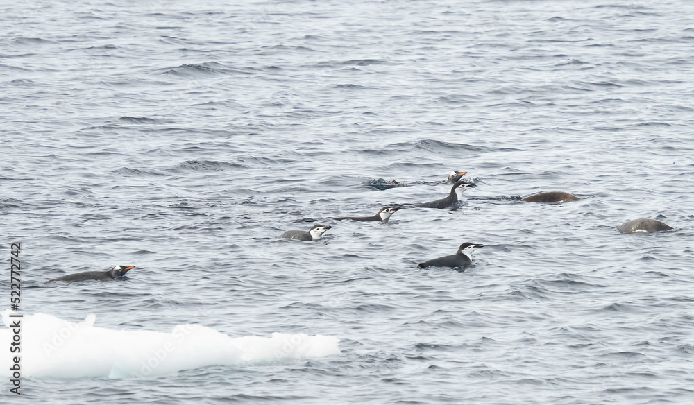 Eselspinguine (Pygoscelis papua) und Zügelpinguine im Meer der Atnarktis vor Deception Island Eselspinguine (Pygoscelis papua) und Zügelpinguine im Meer der Atnarktis vor Deception Island