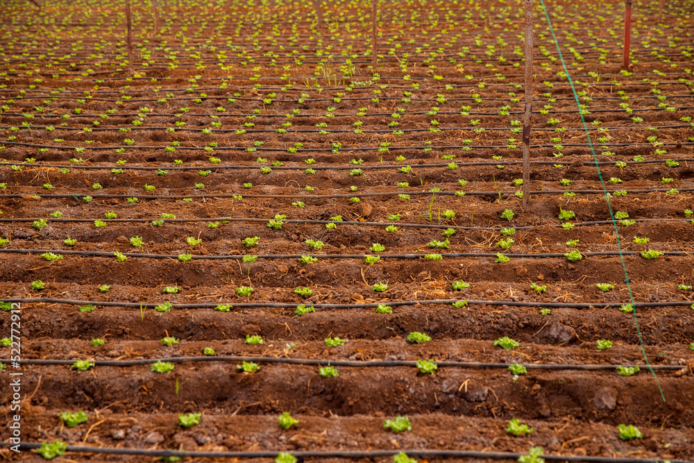 Green lettuce sprouts in greenhouse, irrigation hoses between rows of beds, top view Green lettuce sprouts in greenhouse, irrigation hoses between rows of beds, top view
