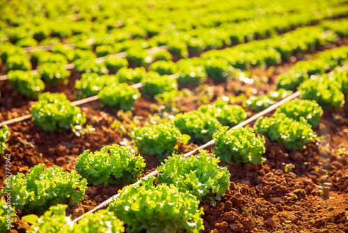 Canvastavla Closeup macro lettuce grown in greenhouse, pipe for drip irrigation of soil with water