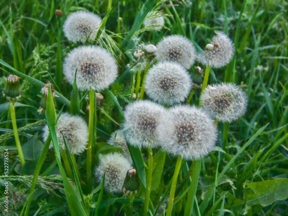 Field dandelion Field dandelion