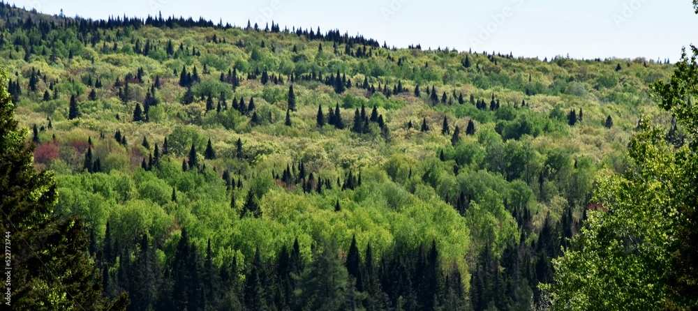 A mixed forest in spring, Sainte-Apolline, Québec, Canada