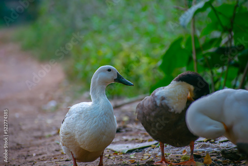 The domestic duck or domestic mallard is a subspecies of mallard that has been domesticated by humans and raised for meat, eggs, and down feathers.