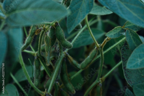 closeup soybean