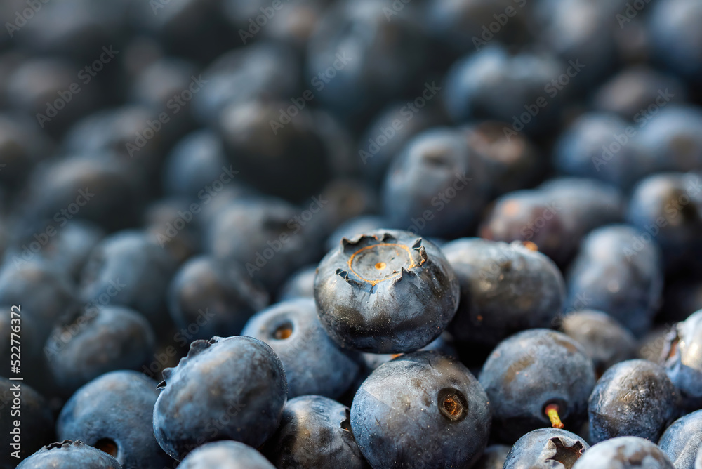 Fresh blueberry background. Texture blueberry, diet berries close up. Blueberry harvest Fresh blueberry background. Texture blueberry, diet berries close up. Blueberry harvest