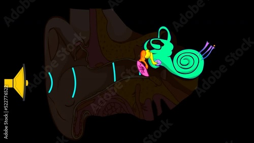 Hearing animation. Ear anatomy. Structure of outer, middle inner diagram. Eardrum, semicircular, bones, auditory ossicles, malleus incus stapes, tympanic cavity function. Black back illustration Video photo