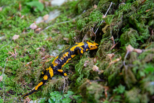 dappled salamander in natural environment