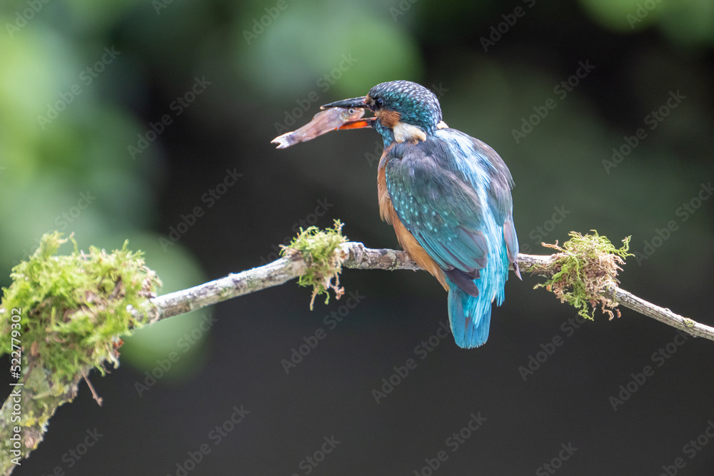 Obraz premium Female Kingfisher (Alcedo atthis) with fish