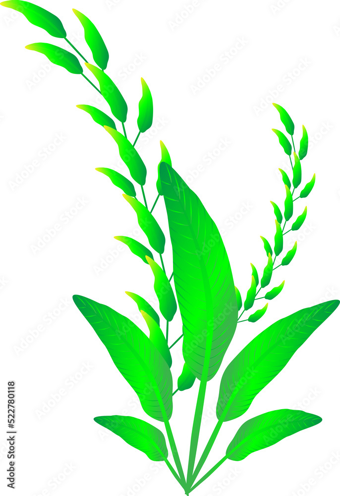 Flora plants tree for decorative Flora plants tree for decorative